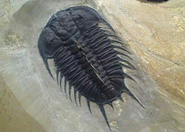 A Corynexochid trilboite (Olenoides nevadensis) from the Middle Cambrian deposits of Utah.